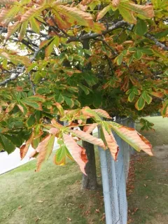 Aesculus leaf blotch thumbnail 2