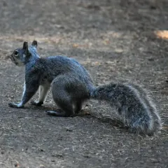 Western Gray Squirrel thumbnail 4