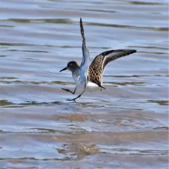 Western Sandpiper thumbnail 4