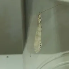 Nectopsyche exquisita thumbnail 3