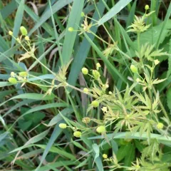 Bristly Crowfoot thumbnail 3