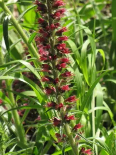 Pontechium maculatum thumbnail 2
