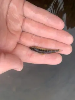 Gilt Darter thumbnail 4