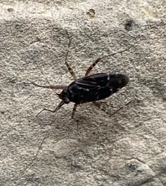 Cylapus tenuicornis thumbnail 2