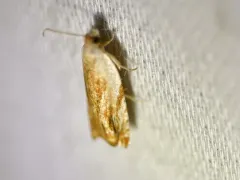 Sycamore Leaffolder Moth thumbnail 3