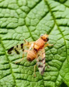 Barberry Fly thumbnail 4