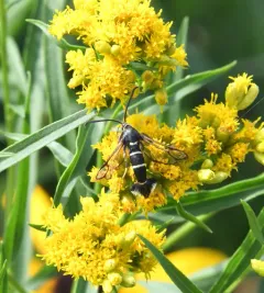 Synanthedon sigmoidea thumbnail 2