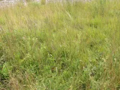 Spring Ladies' Tresses thumbnail 1