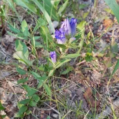 pleated gentian thumbnail 4