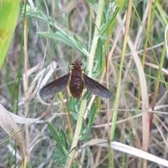 Poecilanthrax tegminipennis thumbnail 2