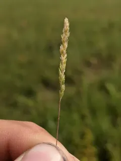 prairie wedge grass thumbnail 2