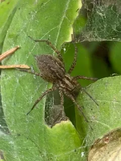 Utah Funnelweb Spider thumbnail 3