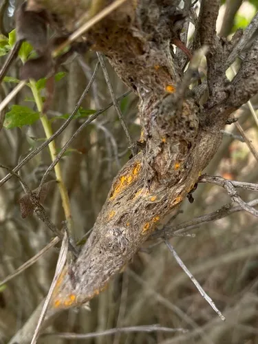 coyote brush rust
