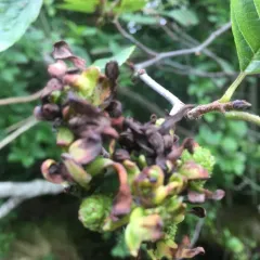 Eastern American alder tongue gall fungus thumbnail 3