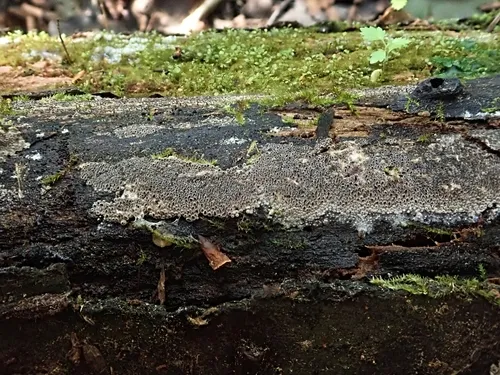Resupinatus urceoloides