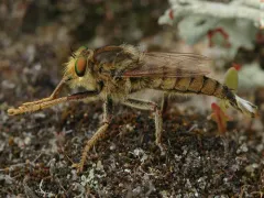 Promachus fitchii thumbnail 4