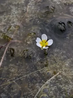 stiff water crowfoot thumbnail 3