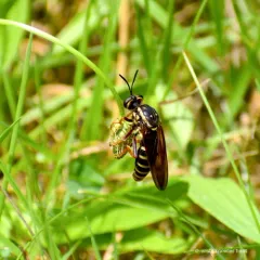 Banded Tiger Fly thumbnail 2