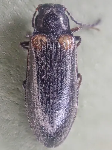 Estriate Click Beetle