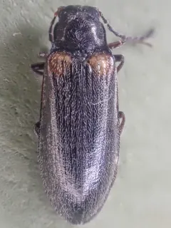 Estriate Click Beetle thumbnail 1