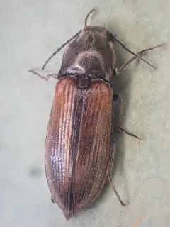 Ochre Click Beetle thumbnail 1