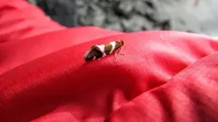 Lampronia oregonella thumbnail 3
