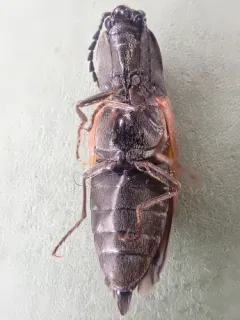 Stropenron nigricollis thumbnail 2