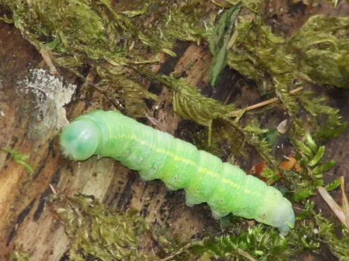 Oregon Prominent