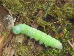 Oregon Prominent thumbnail 1