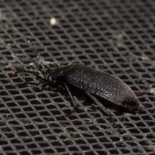 Velvety bark beetle