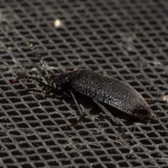 Velvety bark beetle thumbnail 1
