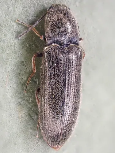 Troublesome Click Beetle