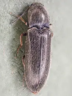 Troublesome Click Beetle thumbnail 1