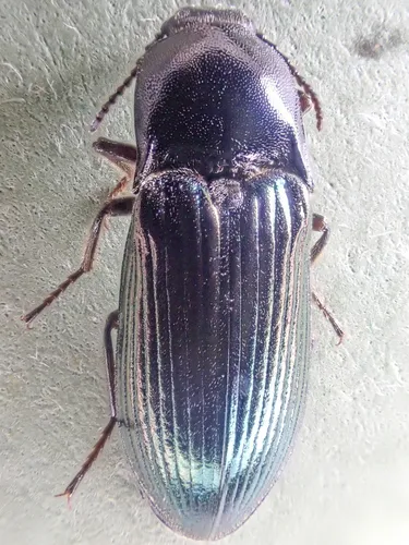 Mount Revelstoke Click Beetle