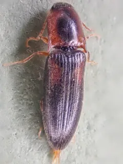 Idolus debilis thumbnail 1