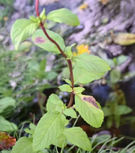 Calycomyza menthae