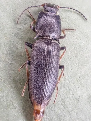 Dark Click Beetle