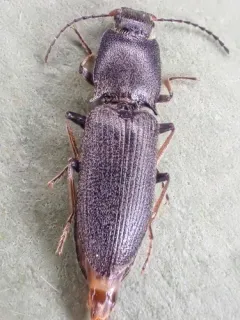 Dark Click Beetle thumbnail 1