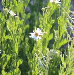 Olympic Aster thumbnail 1