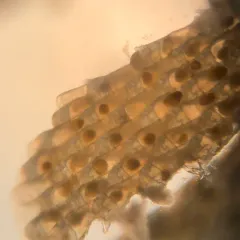 Dendrobeania murrayana thumbnail 4