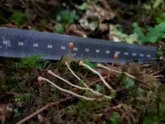 Bryoglossum gracile thumbnail 2