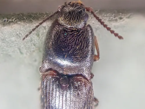 Bicolour Click Beetle