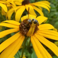 Hidalgo Mason Wasp thumbnail 1