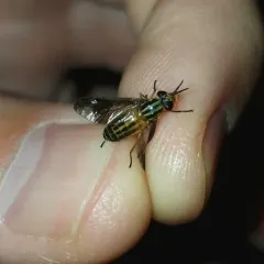Striped Deer Fly thumbnail 1