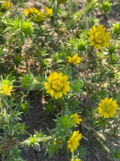 Common Spikeweed thumbnail 4
