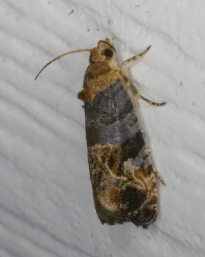 Paralobesia monotropana