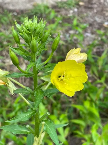common evening-primrose