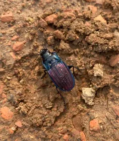 Notch-mouthed Ground Beetle thumbnail 4