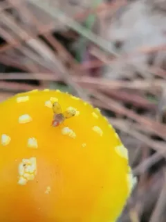 Leucophenga varia thumbnail 3