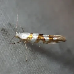 Argyresthia calliphanes thumbnail 4